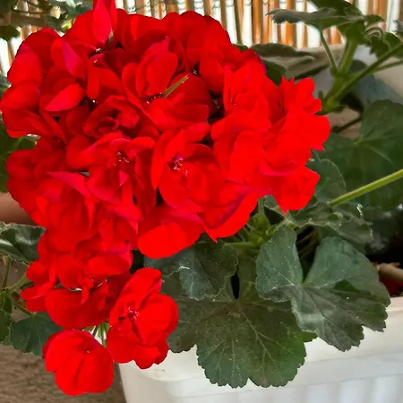 Soleemare Maison d'hôtes Barletta